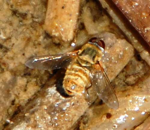 a bee fly, Villa sp,  photo © by Mike Plagens