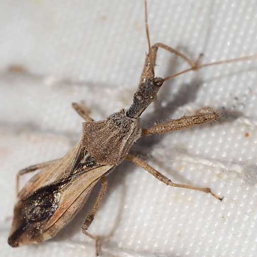 Zelus tetracanthus assassin bug photo © by Allan Ostling