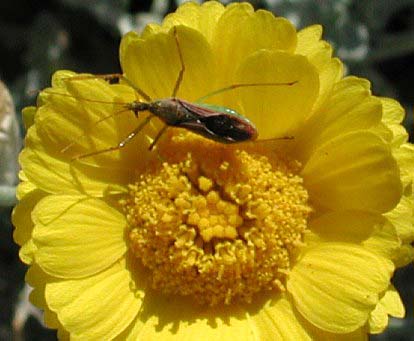 Desert Marigold, Baileya multiradiata, photo © by Michael Plagens