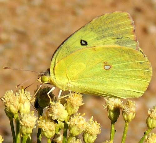 Photo of Zerene cesonia at Baccharis flowers © by Michael Plagens