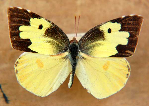 Photo of pinned, Dog-faced Sulfur Zerene cesonia © by Michael Plagens