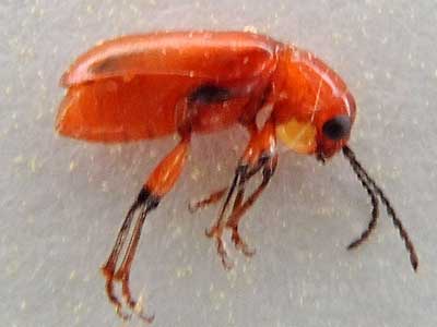 Zonitis Blister Beetle photo by Michael Plagens