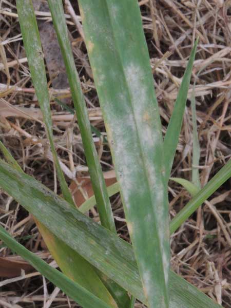 Powdery Mildew on Hordeum jubatum photo © by Michael Plagens