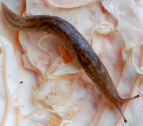 Gray Garden Slug, Deroceras, photo by Mike Plagens