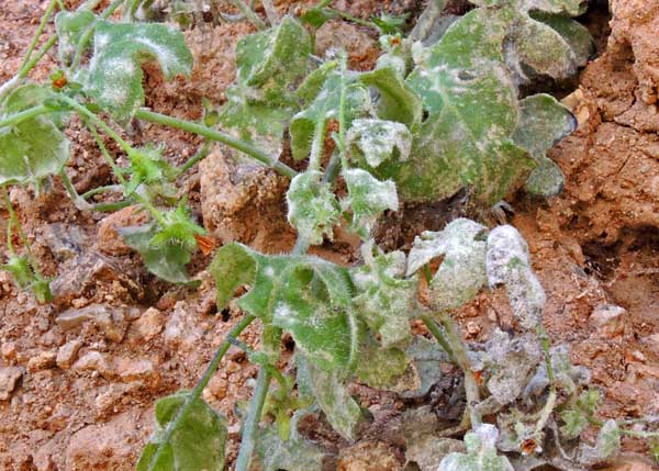 Powdery Mildew on Pholistoma auritum photo © by Michael Plagens