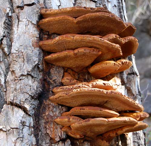 a bracket fungus, Ganoderma, on dead cottonwood, photo © by Michael Plagens