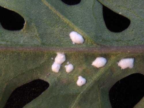 Plant pathogen of London Rocket, Sisymbrium