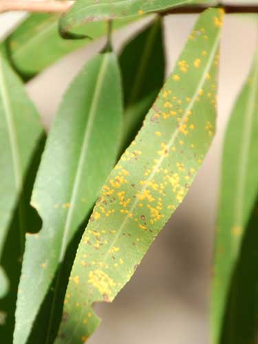 pathogenic fungus on leaves of Goodding's Willow, Salix gooddingii