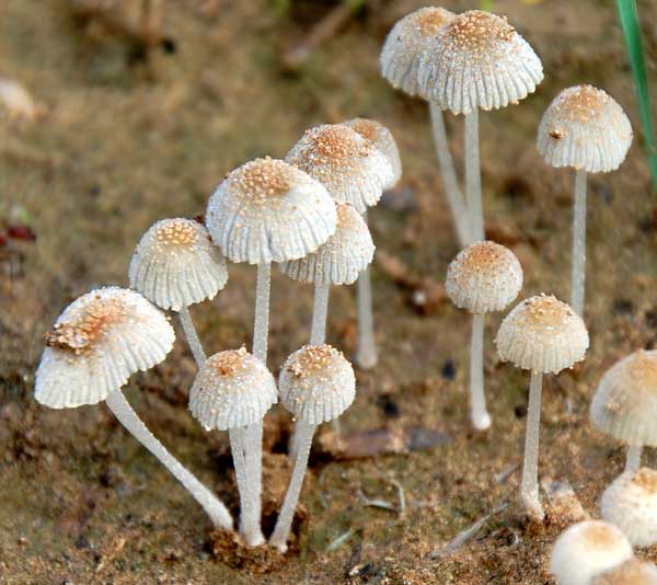Diminutive mushrooms, Mycena, photo © by Michael Plagens
