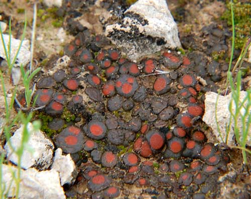 Peltula lichen photo © by Michael Plagens