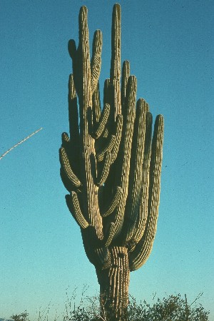  insects, arachnids, plants, and habitats of the Sonoran Desert.