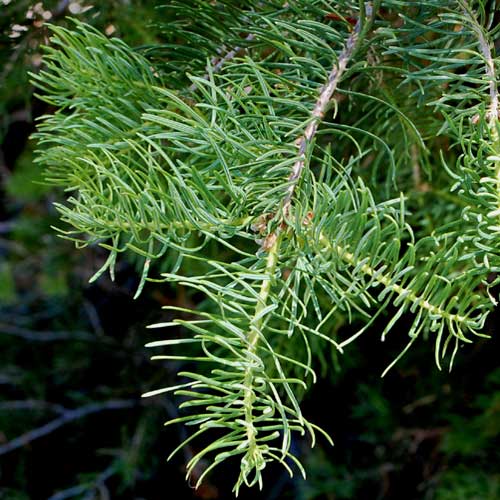 White Fir, Abies concolor, photo © by Mike Plagens