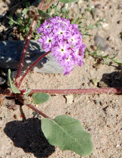 Sand Verbena, Abronia villosa, photo © by Michael Plagens