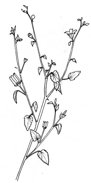 Pen & Ink of Indain Mallow, Abutilon incanum, © by Michael Plagens