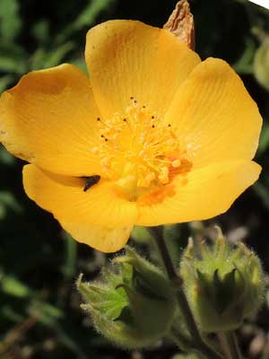 Superstition Mallow, Abutilon palmeri, photo © by Michael Plagens