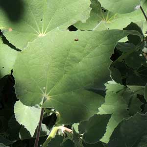 Superstition Mallow, Abutilon palmeri, photo © by Michael Plagens