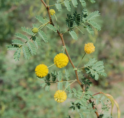 inflorescence of Acacia constricta photo © by Michael Plagens