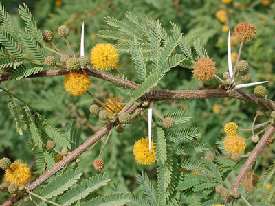 Acacia farnesiana photo by Michael Plagens