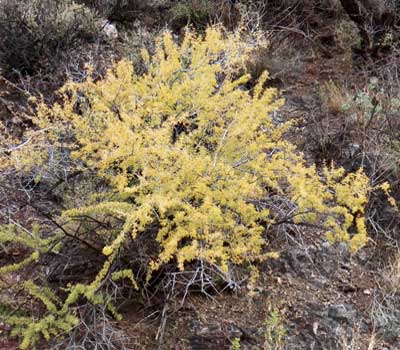 Cat-claw adds a bit of autumn color by late November © by Michael Plagens