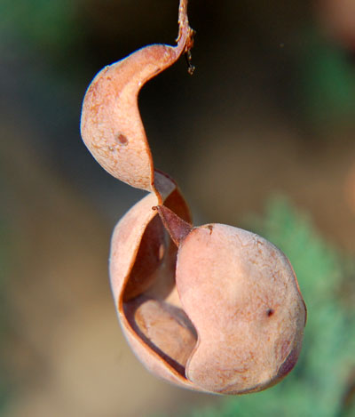 Acacia greggii bean pod with several seeds by Michael Plagens
