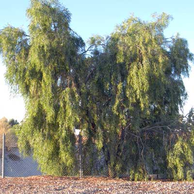 Habit of Willow Acacia, Acacia salicina, by Michael Plagens