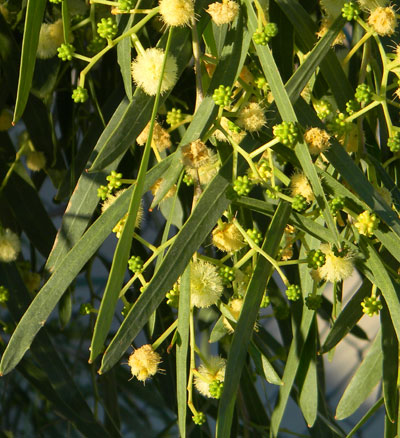 Willow Acacia, Acacia salicina, photo by Mike Plagens