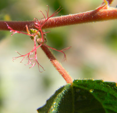 Acalypha californica close-up of flowers © by Michael Plagens