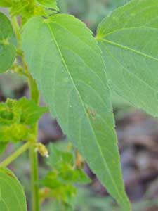 New Mexico Copper-leaf, Acalypha neomexicana, photo © by Michael Plagens