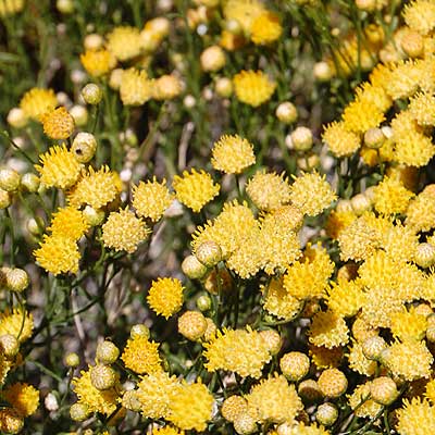 Flowering shrub, rayless goldenhead, Acamptopappus sphaerocephlus, photo © by Michael Plagens