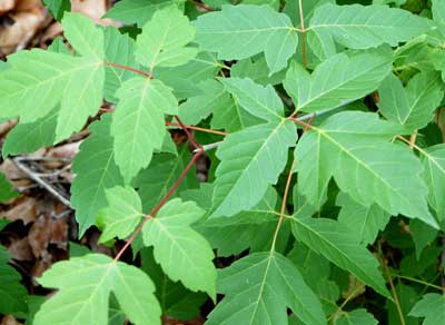 Box Elder, Acer negundo, photo © by Mike Plagens