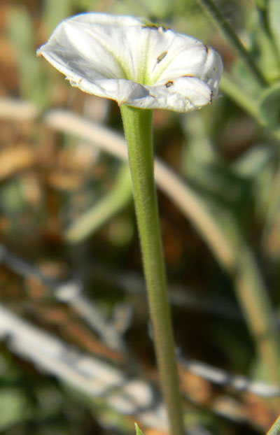 Acleisanthes longiflora photo by Mike Plagens