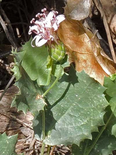 Acourtia nana, photo © by Michael Plagens