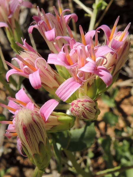 inflorescence of Acourtia wrightii