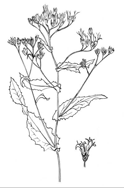 Pen & Ink Illustration of Acourtia wrightii © by Michael J. Plagens