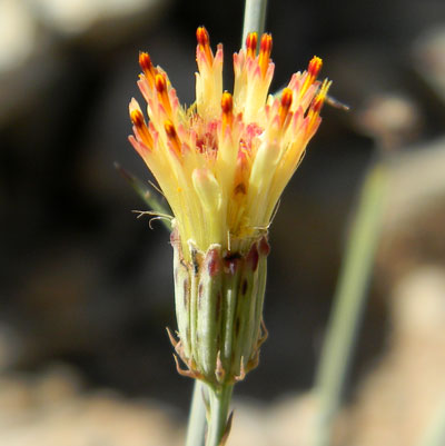 Photo of Adenophyllum porophylloides © by Michael J. Plagens