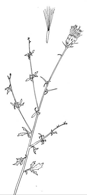 Pen & Ink Illustration of Adenophyllum porophylloides © by Michael J. Plagens