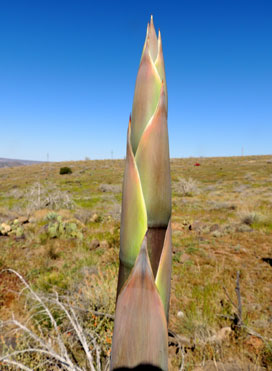 Agave chrysantha emerging flower bud. Photo © by Mike Plagens