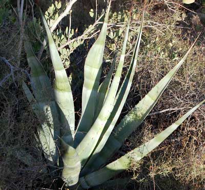 Agave chrysantha in vegetative state. Photo © by Mike Plagens