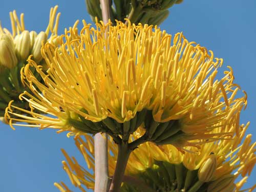 inflorescence of Agave desertii