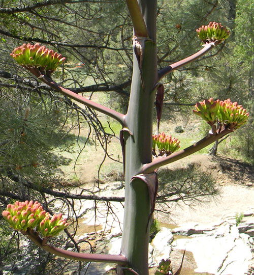 Flower buds about to open, Parry agave, Agave parryi, photo © by Mike Plagens