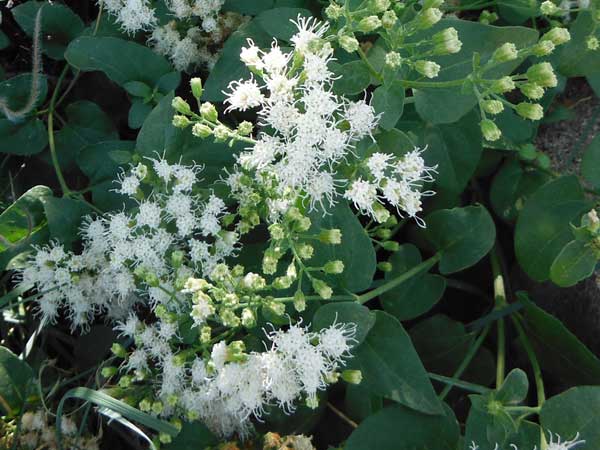 Fragrant Snakeroot, Ageratina herbacea, photo © by Mike Plagens