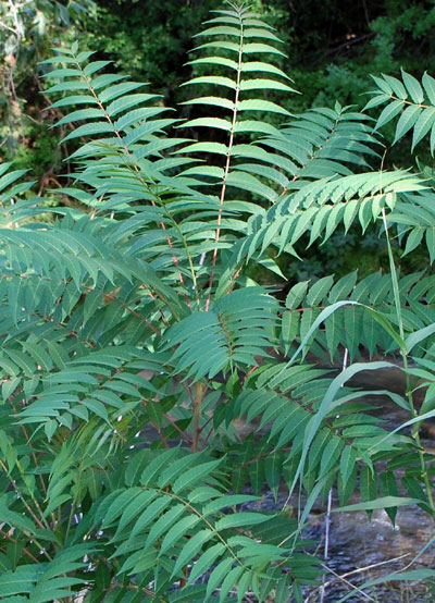 Tree of Heaven, Ailanthus altissima, © by Michael Plagens