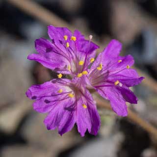 Inflorescence of Alionia incarnata photo by Allan Ostling