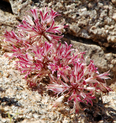 Parish's Onion, Allium parishii, © by Michael Plagens