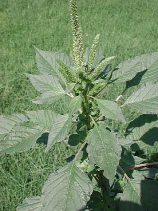 Amaranthus palmeri photo © by Michael Plagens