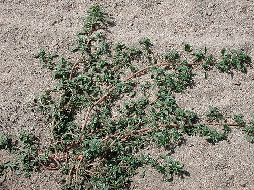 Prostrate Pigweed, Amaranthus albus, photo by Michael Plagens