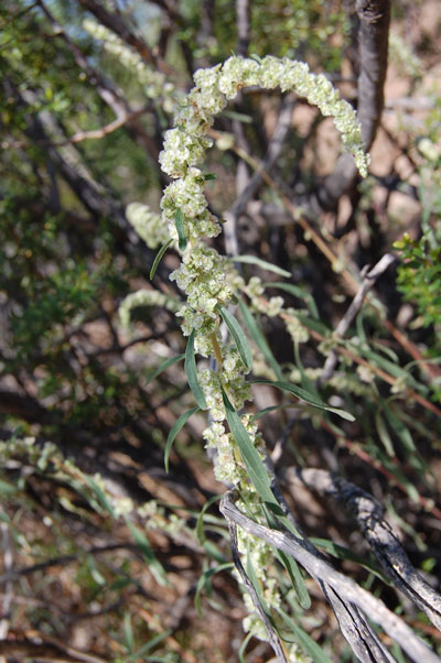 Fringed Pigweed, Amaranthus fimbriatus, photo © by Michael Plagens