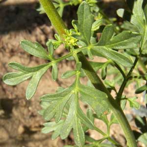 Ragleaf Bahia, Amauriopsis dissecta, photo © by Mike Plagens