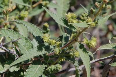 nearly mature burs of Canyon Ragweed, photo © M. Plagens