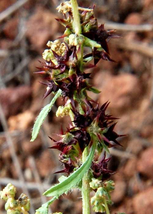 Arizona Thistle, Cirsium arizonicum, photo © by Mike Plagens